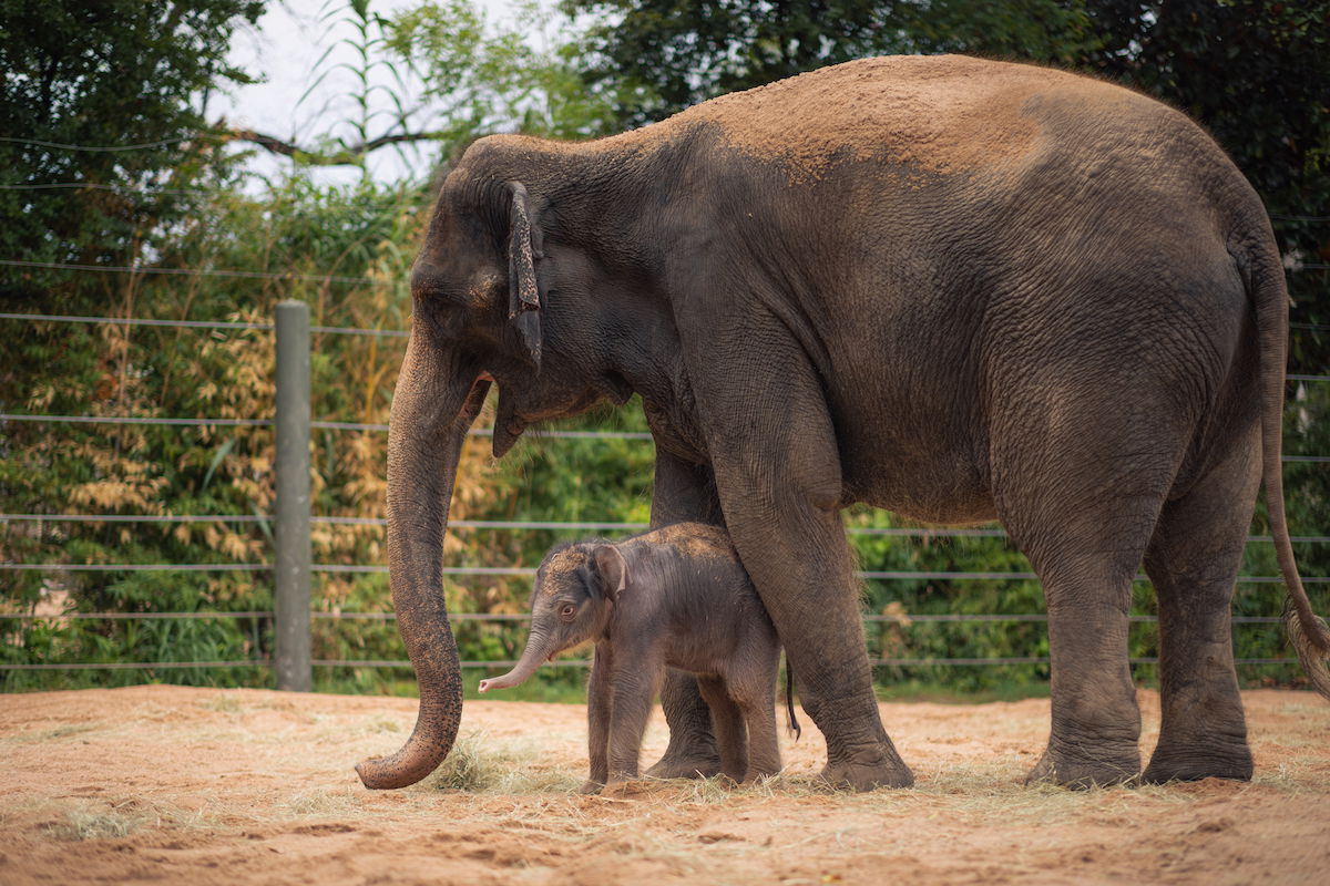 Fort Worth Zoo celebrates the birth of the first female Asian elephant calf since 2013